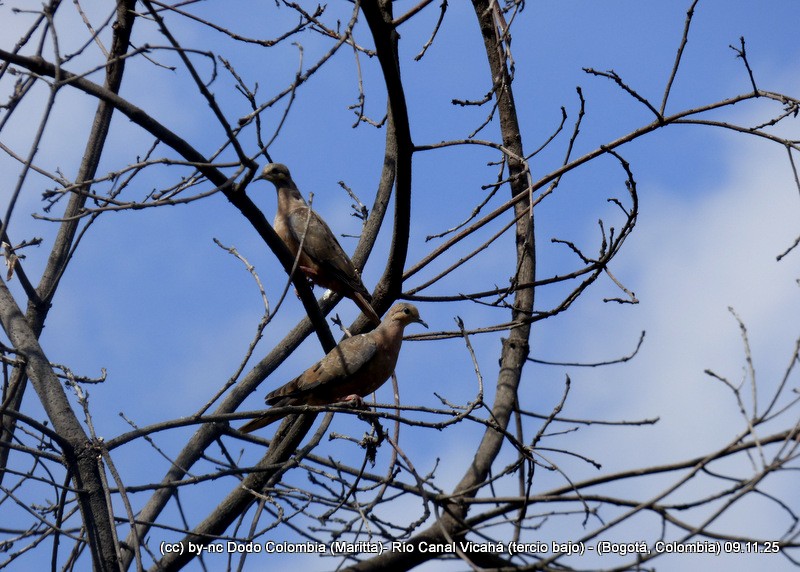 Eared Dove - ML644943223