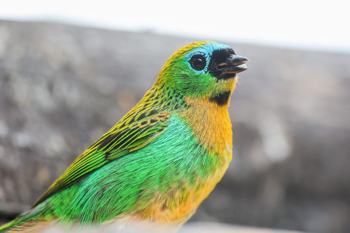 Tangara de Desmarest - ML644943238