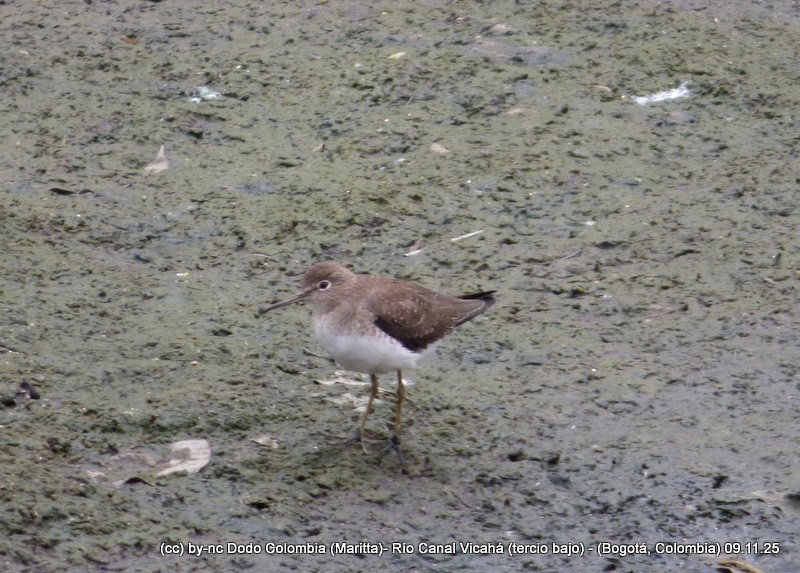 Solitary Sandpiper - ML644943243