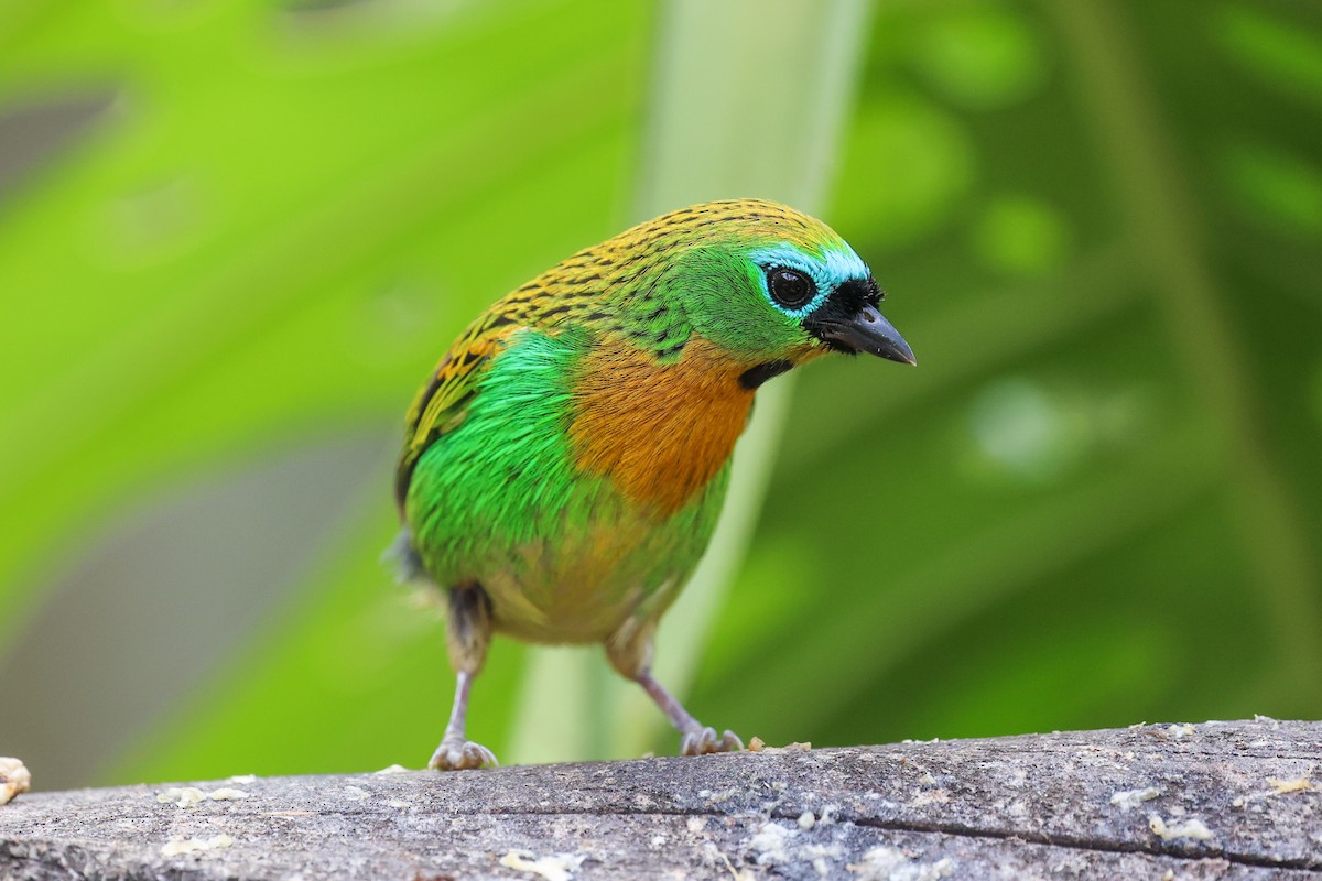 Tangara de Desmarest - ML644943248