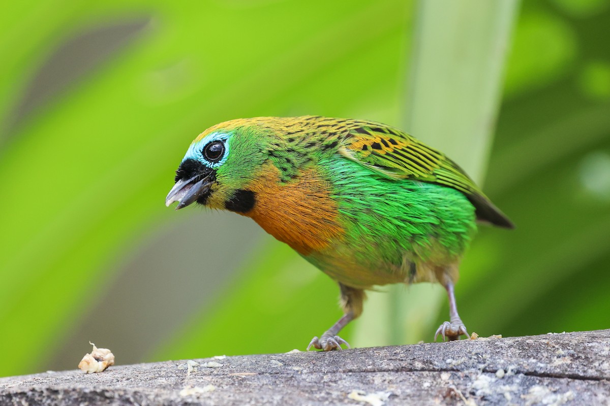 Tangara de Desmarest - ML644943249