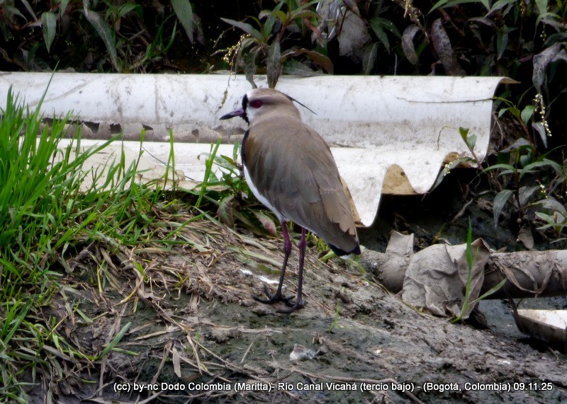Southern Lapwing - ML644943252