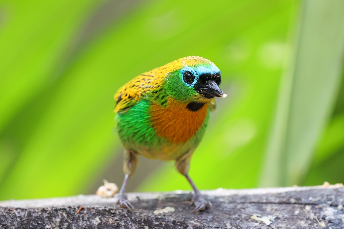 Tangara de Desmarest - ML644943257