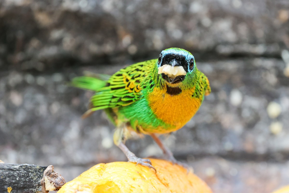 Tangara de Desmarest - ML644943258