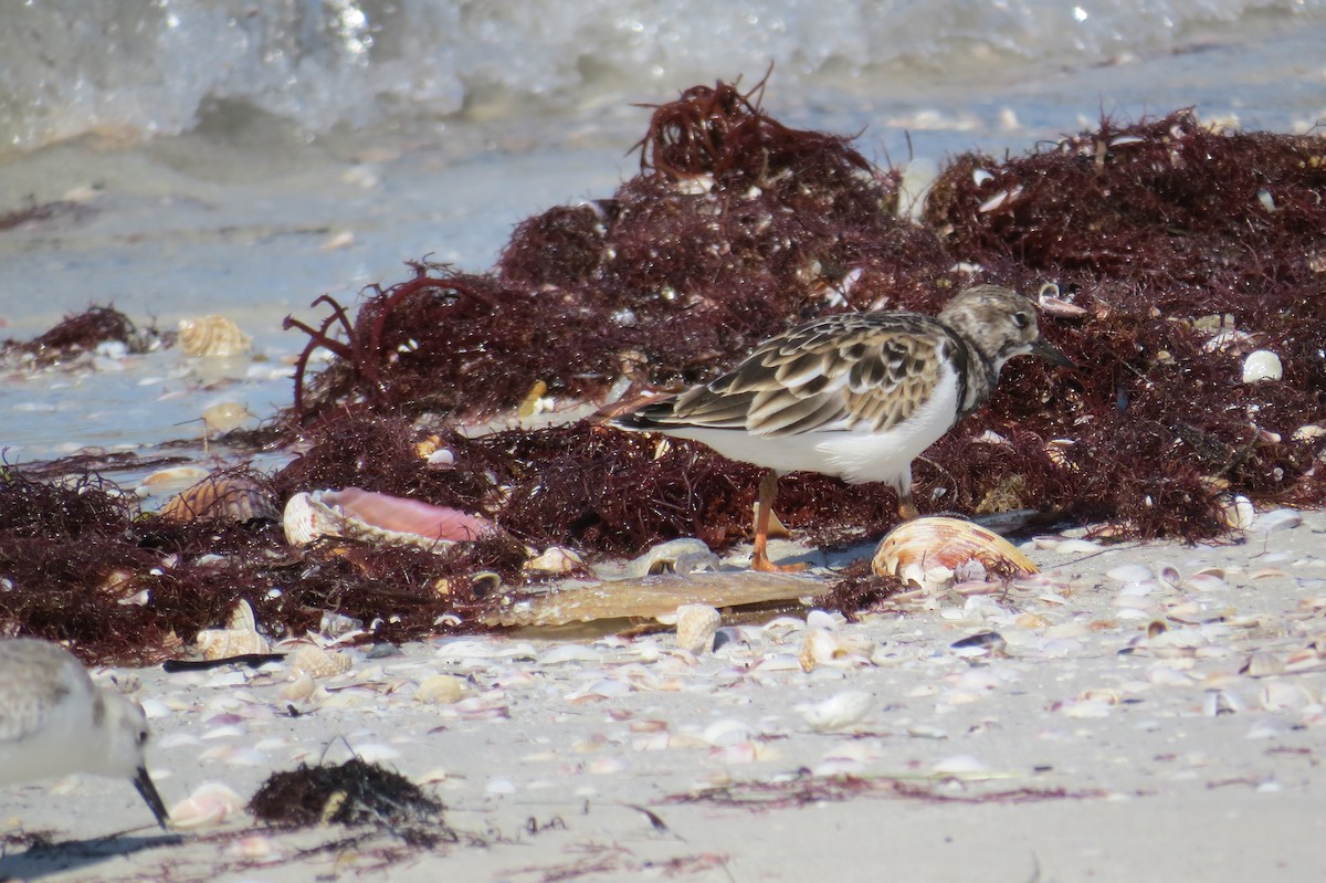 Ruddy Turnstone - ML644943259