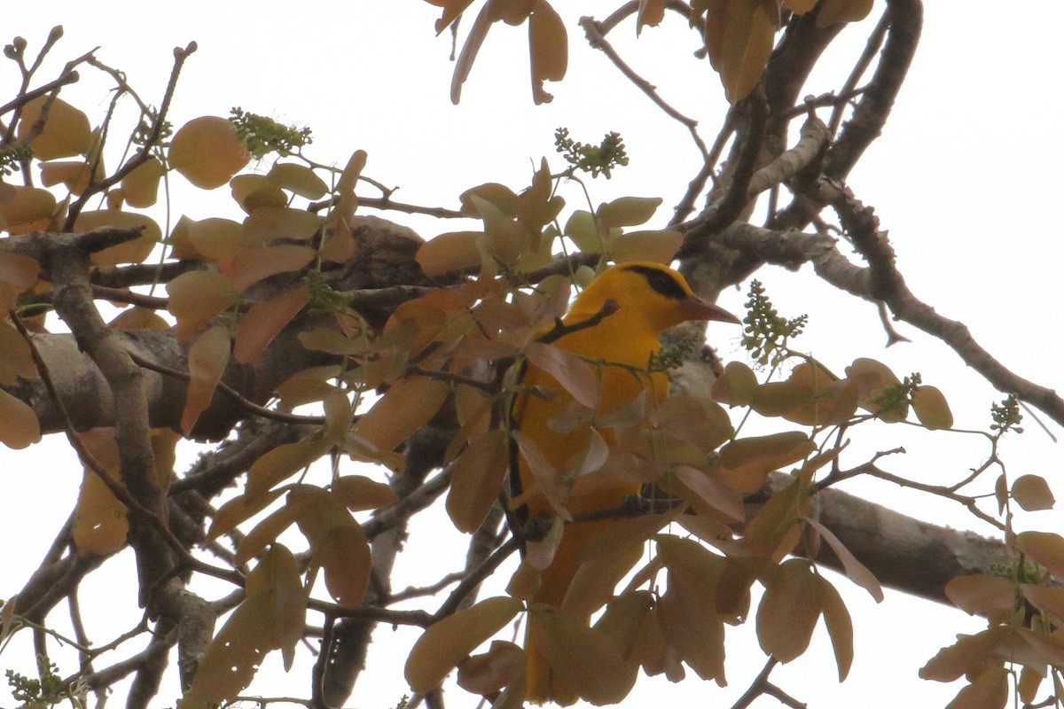 Вивільга золота - ML644943264