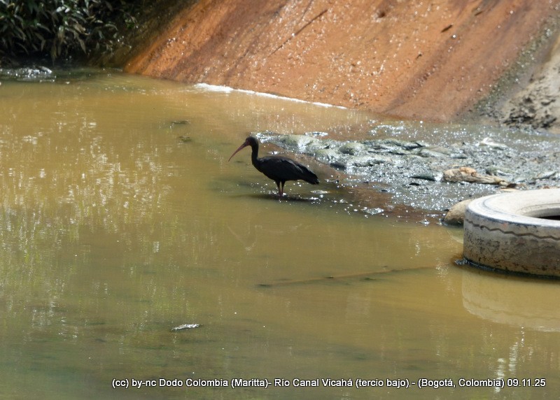 Bare-faced Ibis - ML644943277