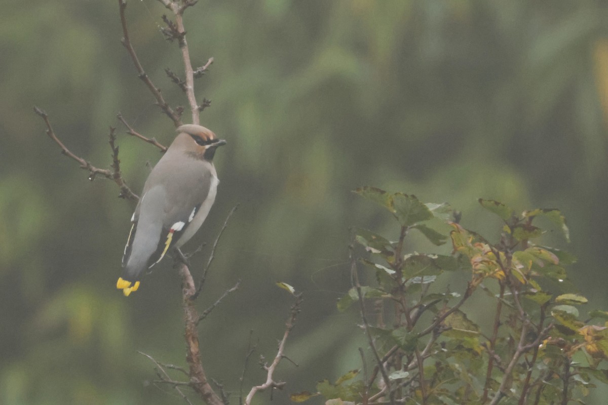 Ampelis Europeo - ML644943308