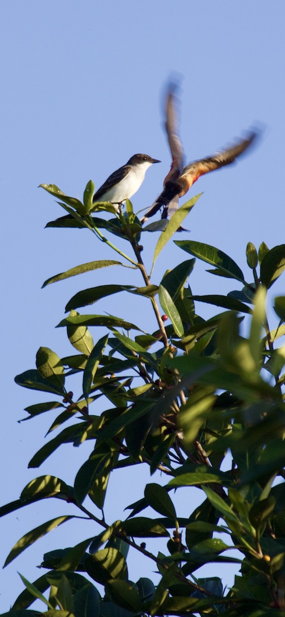 Tirano Oriental - ML644943330