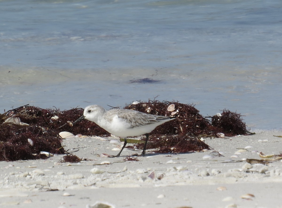 Sanderling - ML644943336