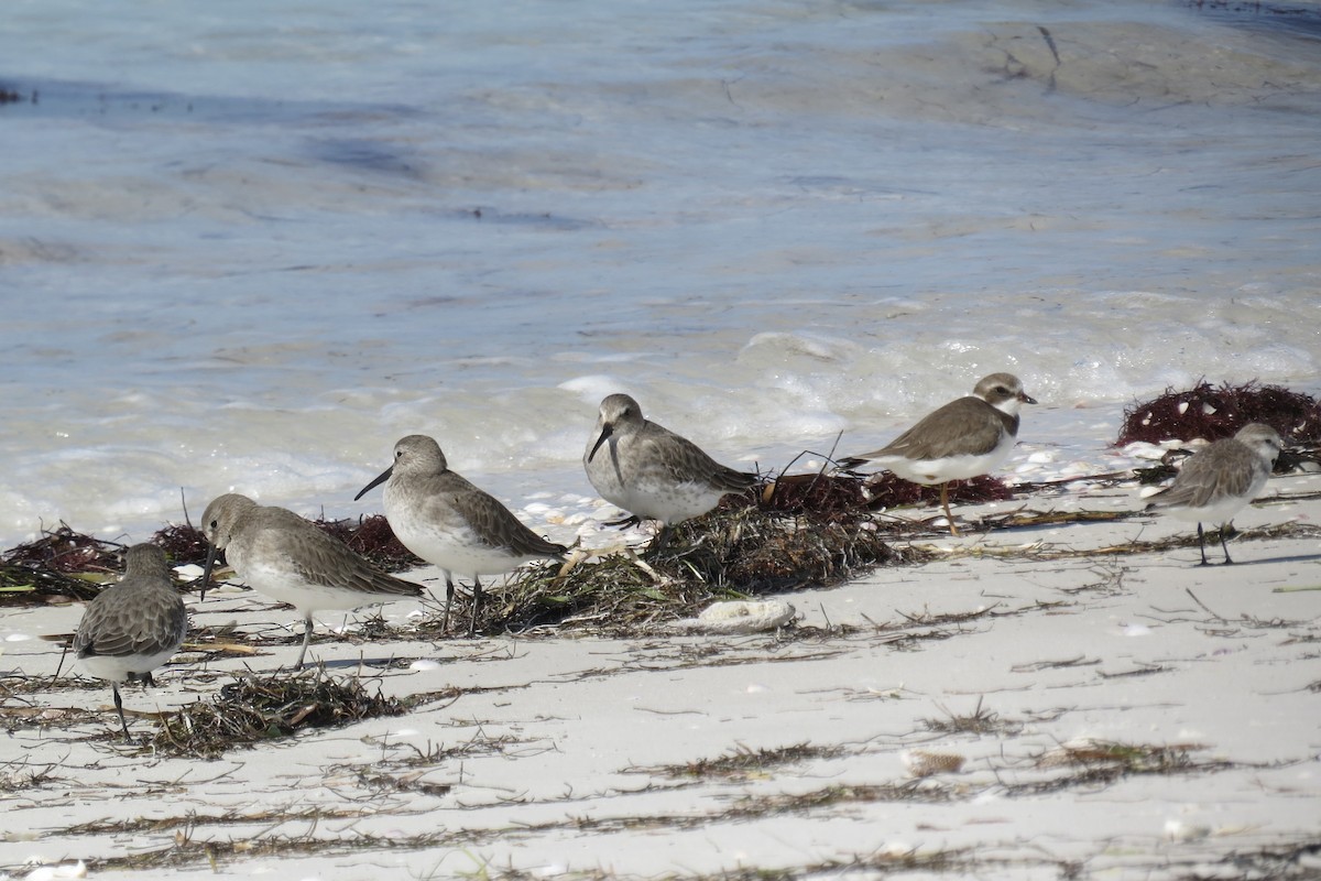 Dunlin - ML644943353