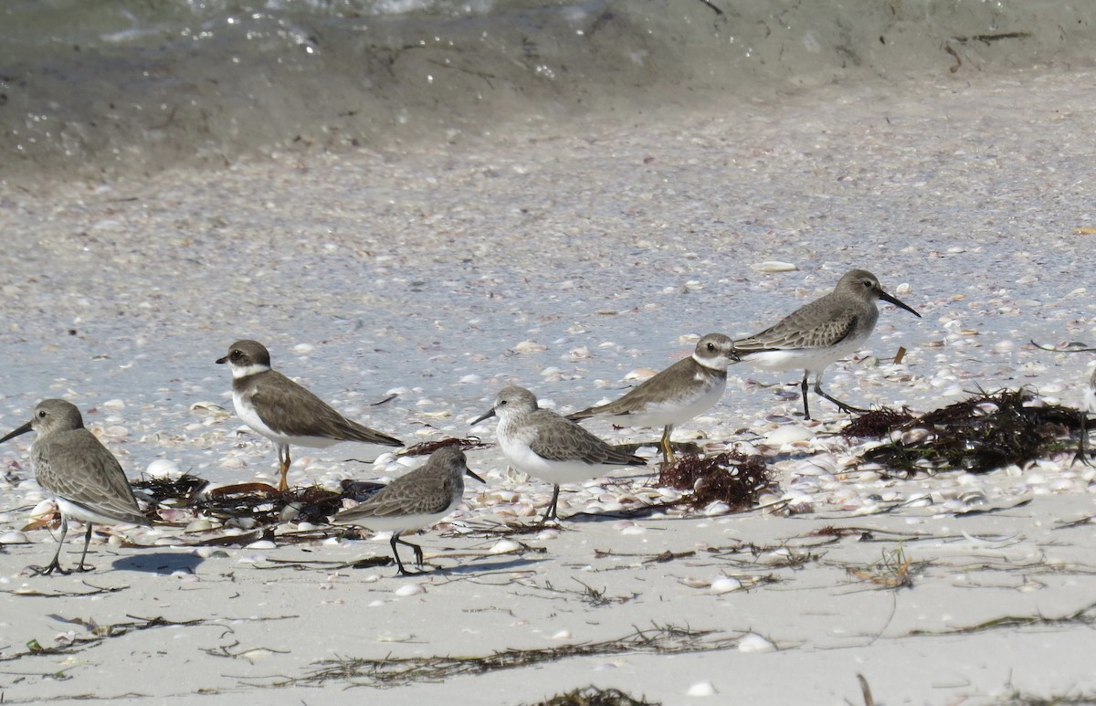 Dunlin - ML644943364