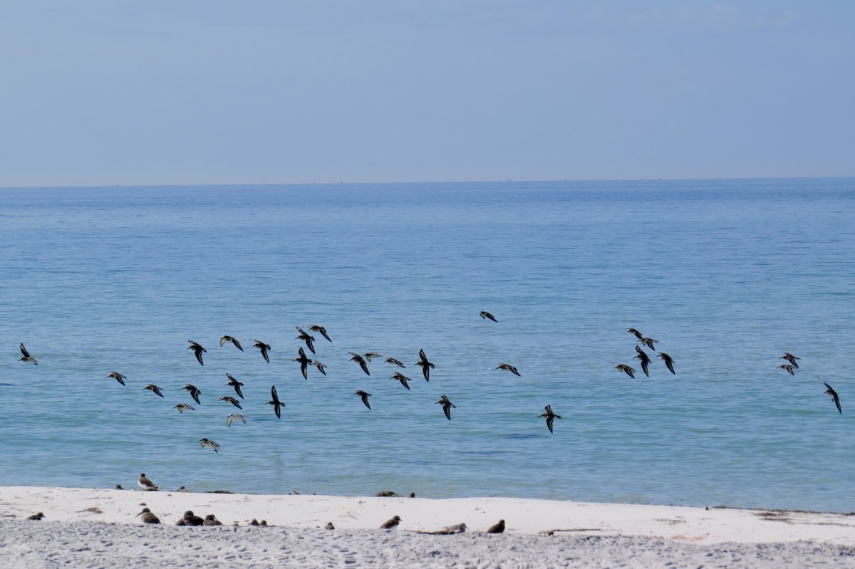 Dunlin - ML644943384