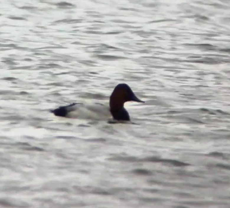 Murgilari bizkarzuria - ML644943409