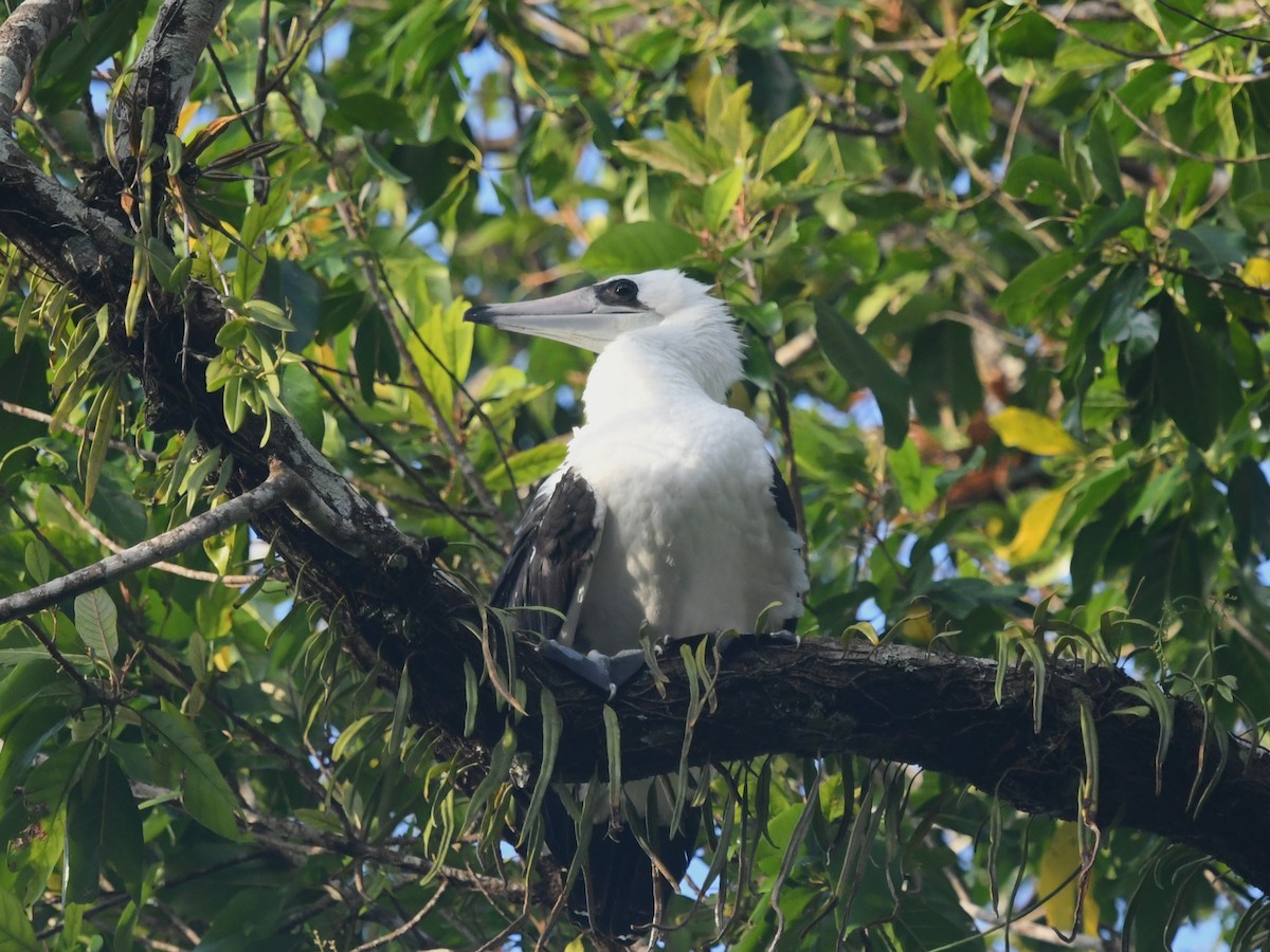 Abbotttölpel - ML644943410