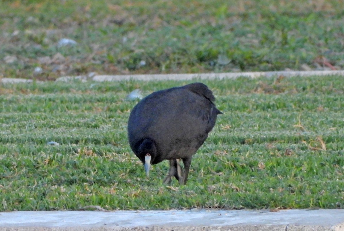 Red-knobbed Coot - ML644943433