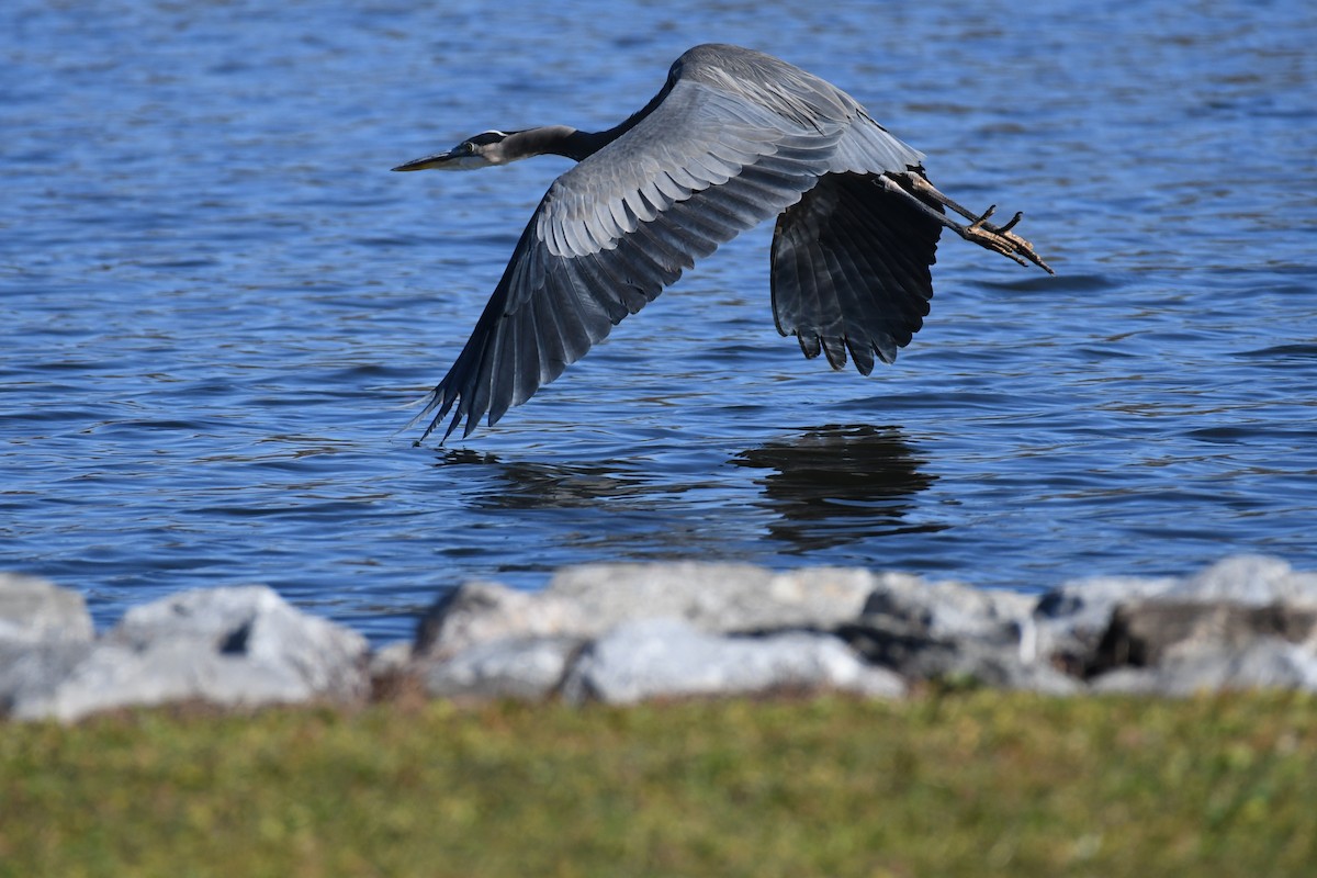 Great Blue Heron - ML644943444
