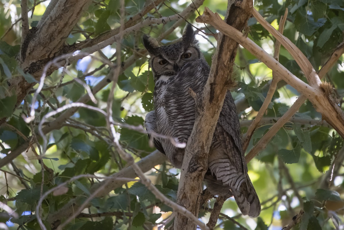Great Horned Owl - ML644943446