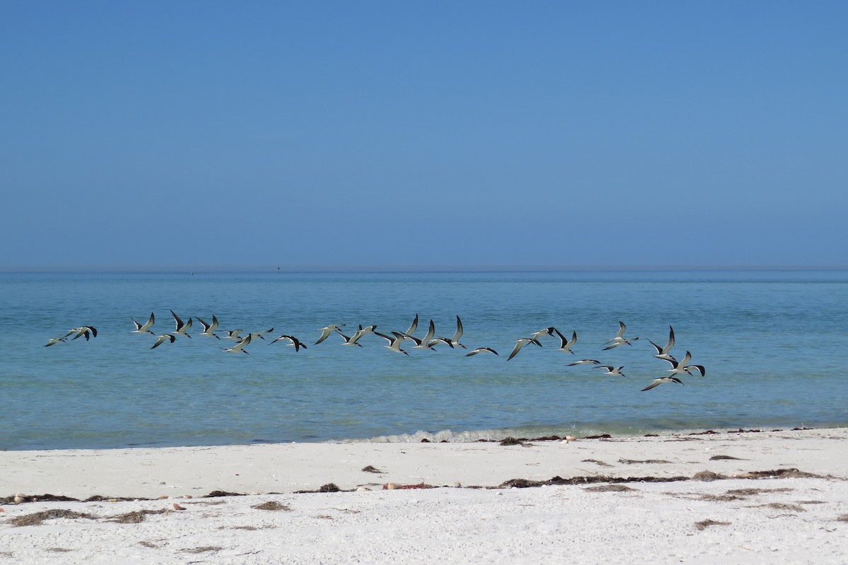 Black Skimmer - ML644943447