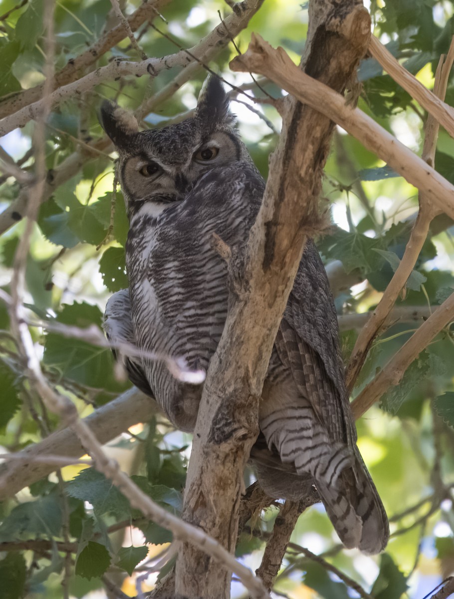 Great Horned Owl - ML644943448