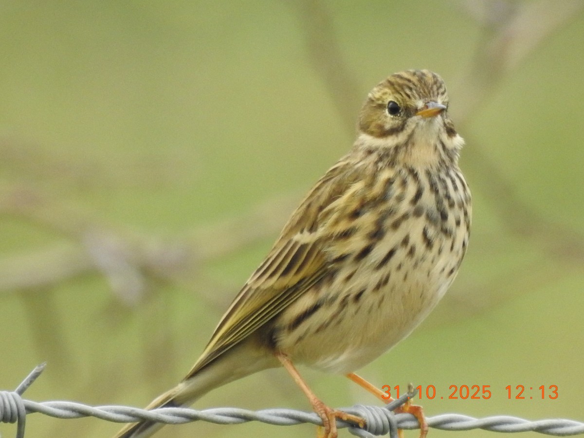 Meadow Pipit - ML644943470