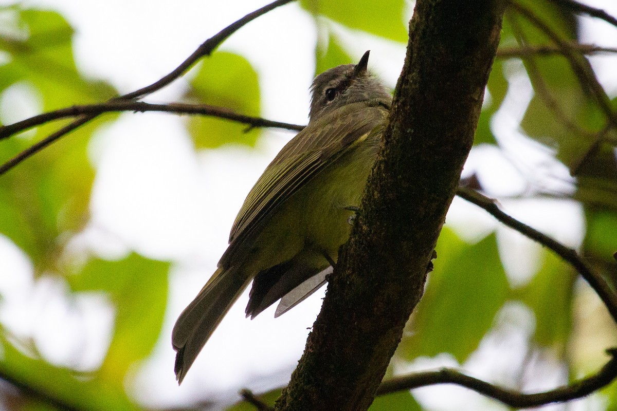 Greenish Elaenia - ML644943472