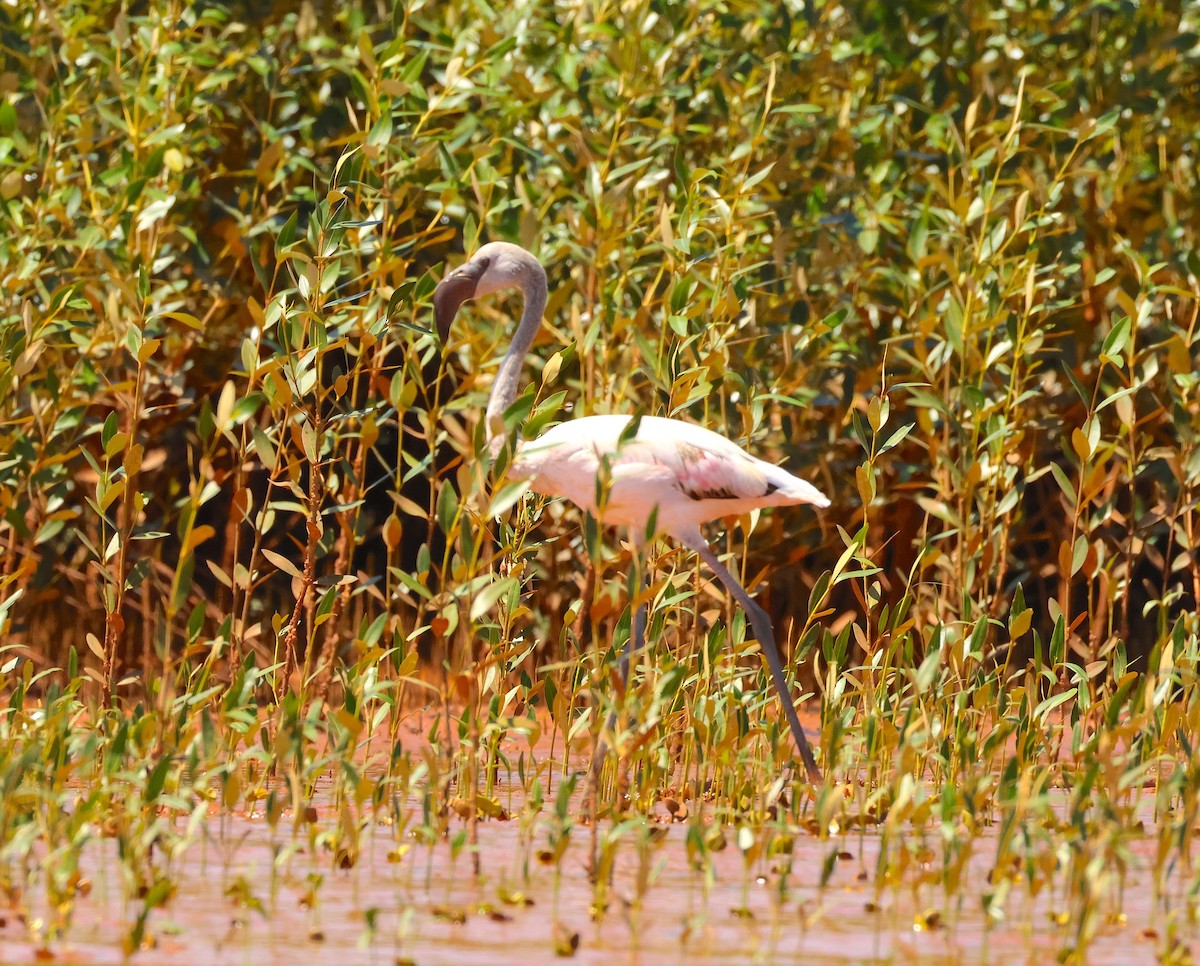 Zwergflamingo - ML644943480