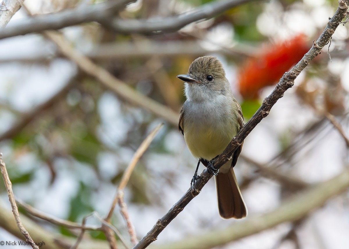 Nutting's Flycatcher - ML644943484