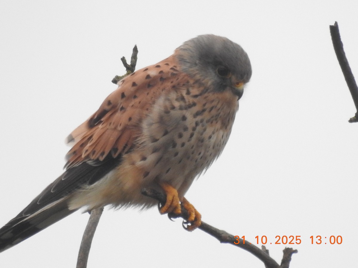 Eurasian Kestrel - ML644943507