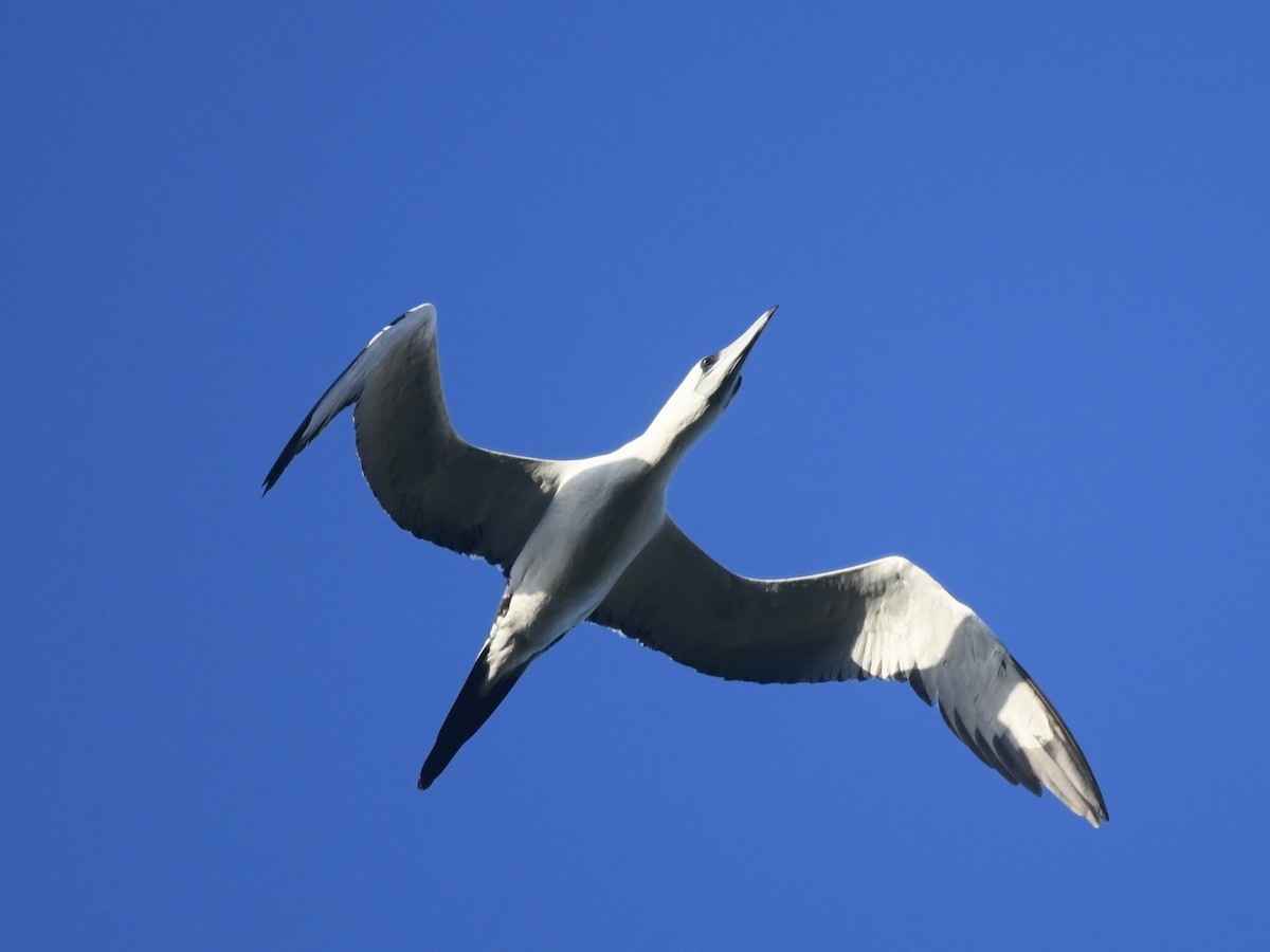 Abbotttölpel - ML644943513