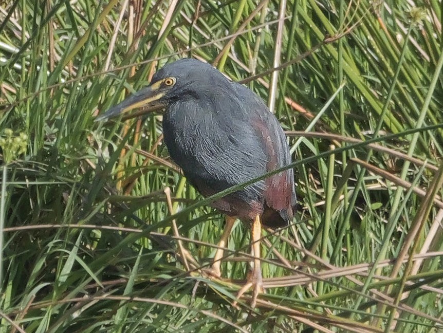 Рыжебрюхая цапля - ML644943561