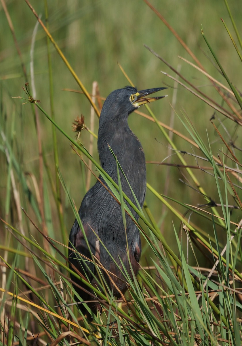 Рыжебрюхая цапля - ML644943562