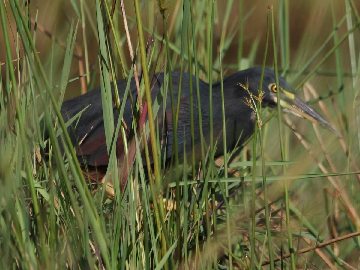 Рыжебрюхая цапля - ML644943563