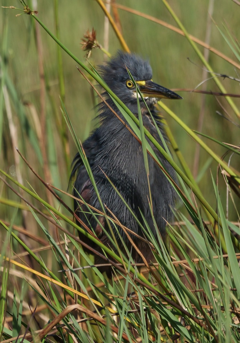 Рыжебрюхая цапля - ML644943564