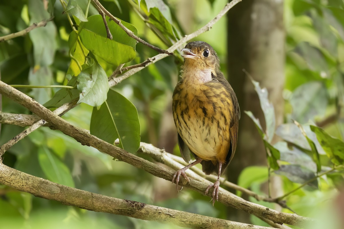 Amazonian Antpitta - ML644943585
