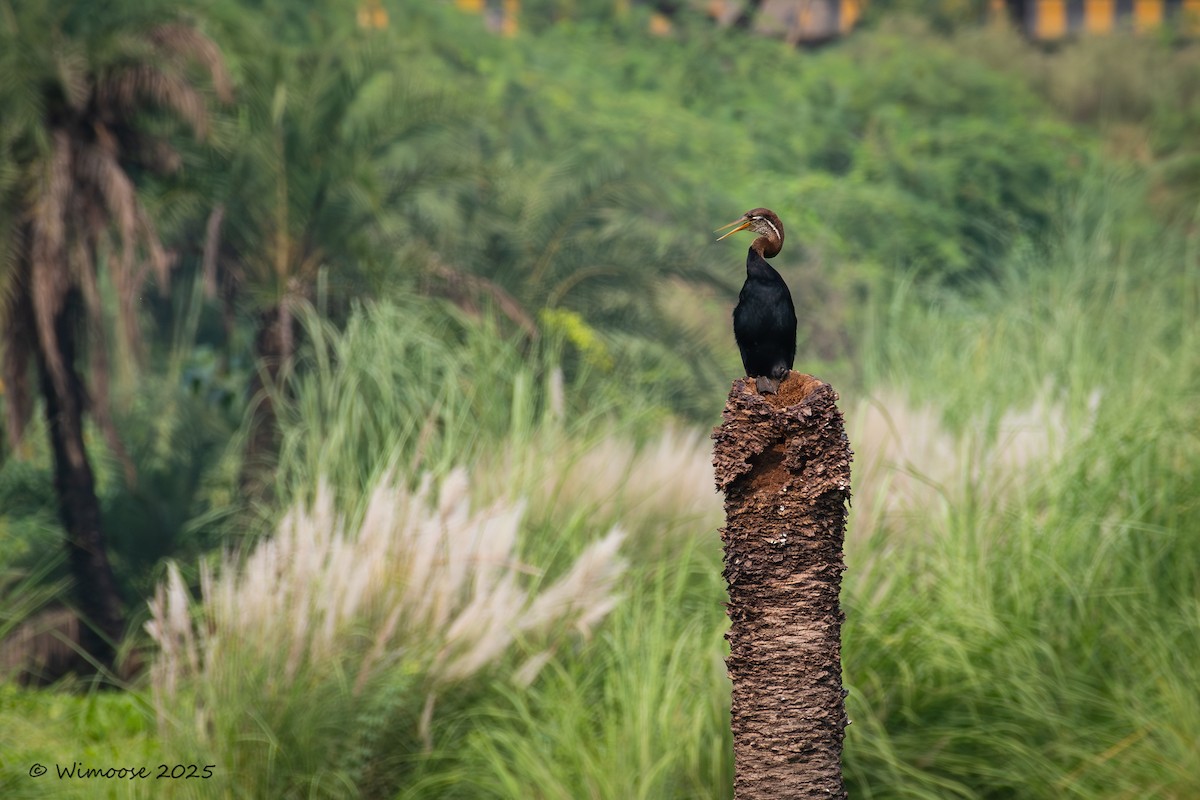 Doğu Yılanboyunu - ML644943607