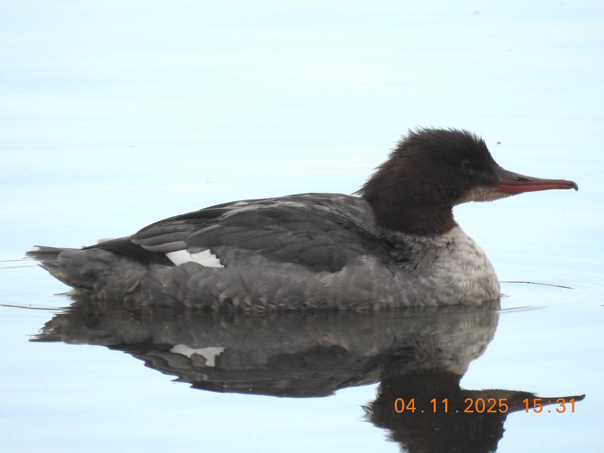 Common Merganser - ML644943617