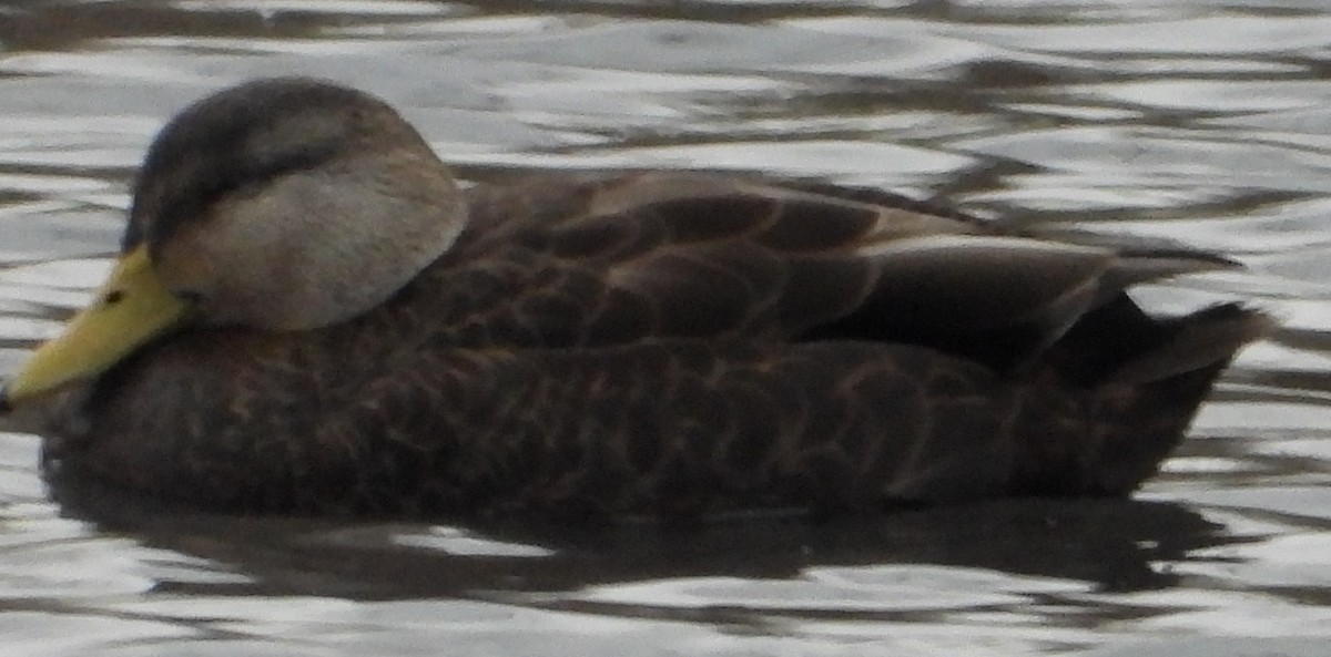 American Black Duck - ML644943621