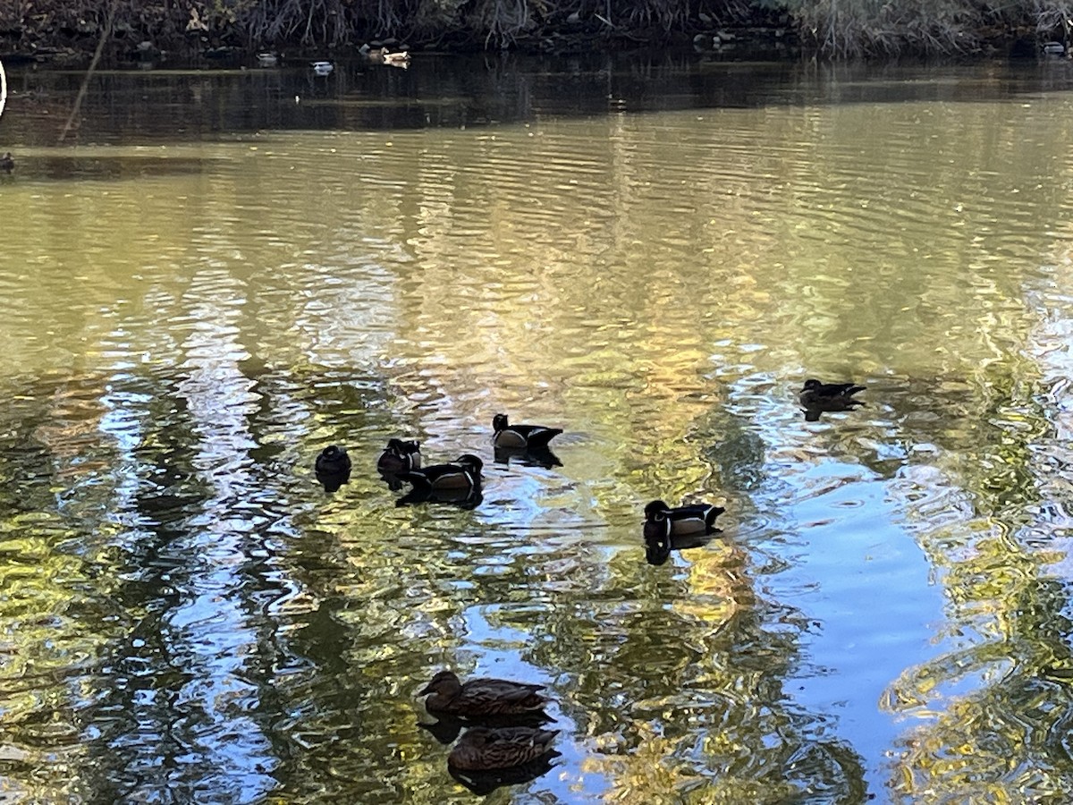 Wood Duck - ML644943626