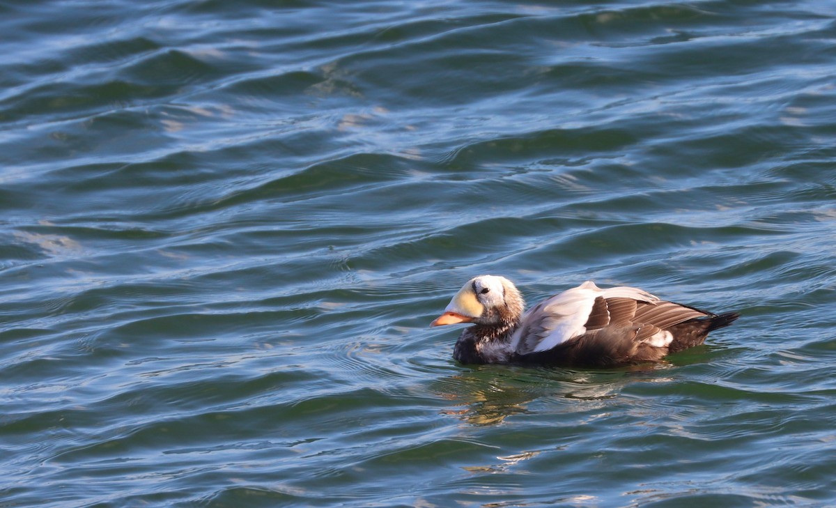 Spectacled Eider - ML644943632
