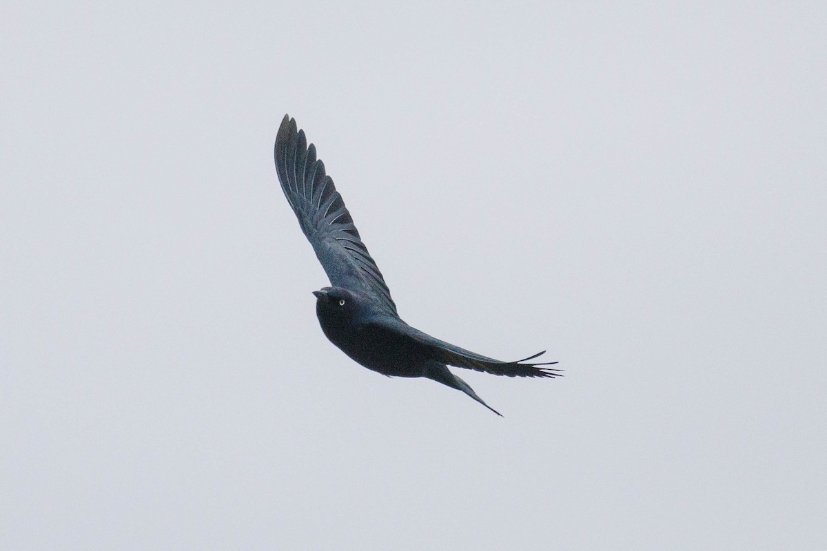 Brewer's Blackbird - ML644943638