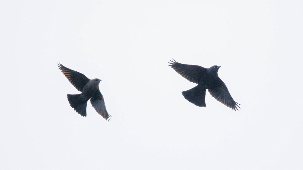 Brewer's Blackbird - ML644943639