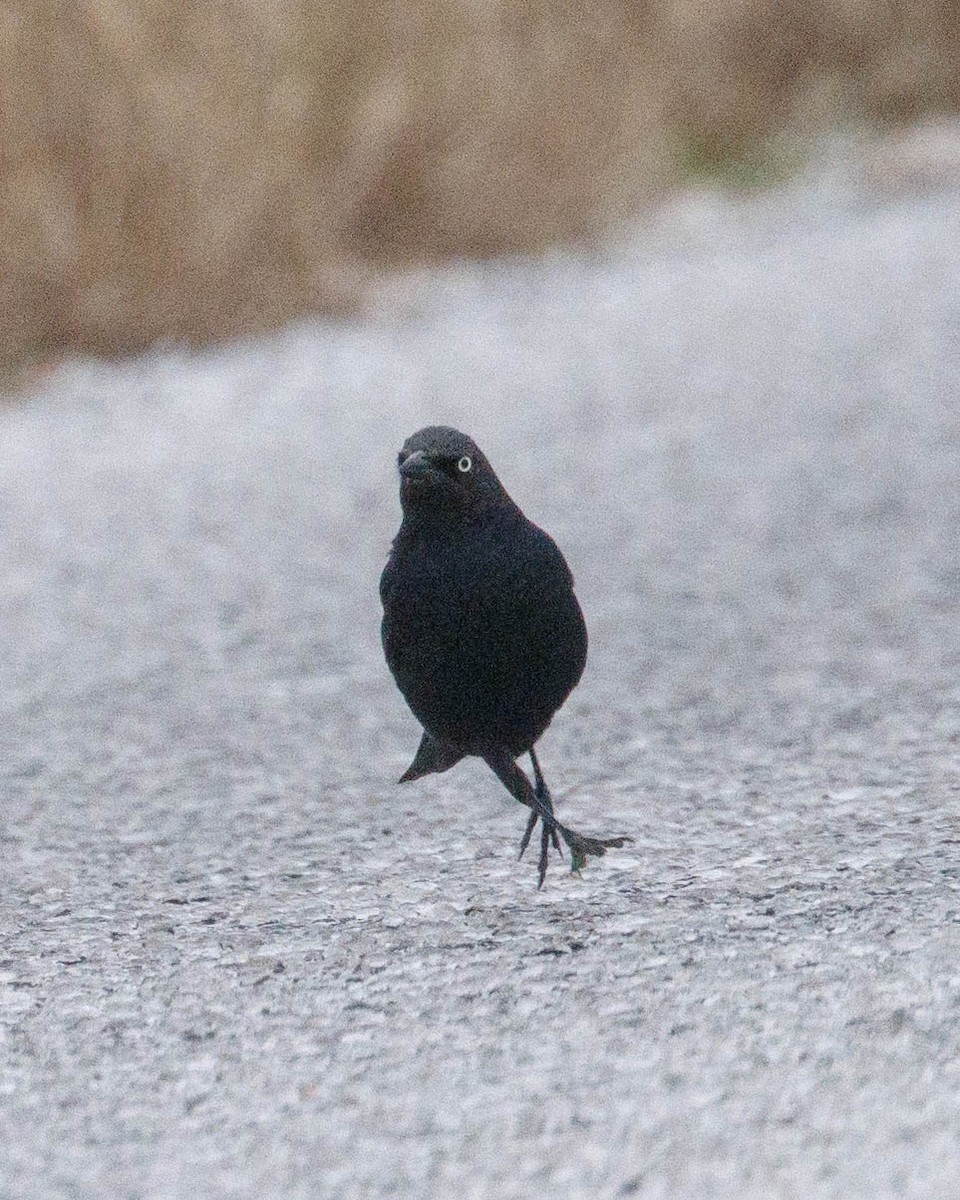 Brewer's Blackbird - ML644943640