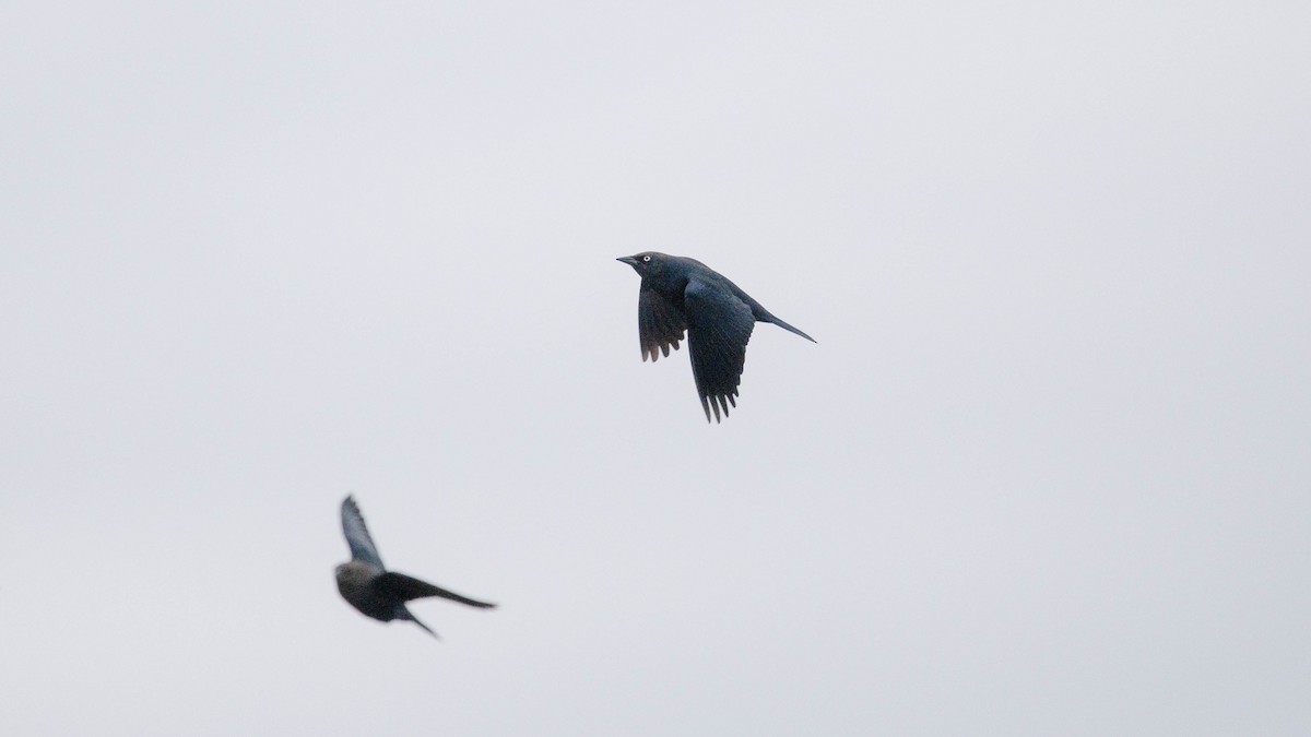 Brewer's Blackbird - ML644943642