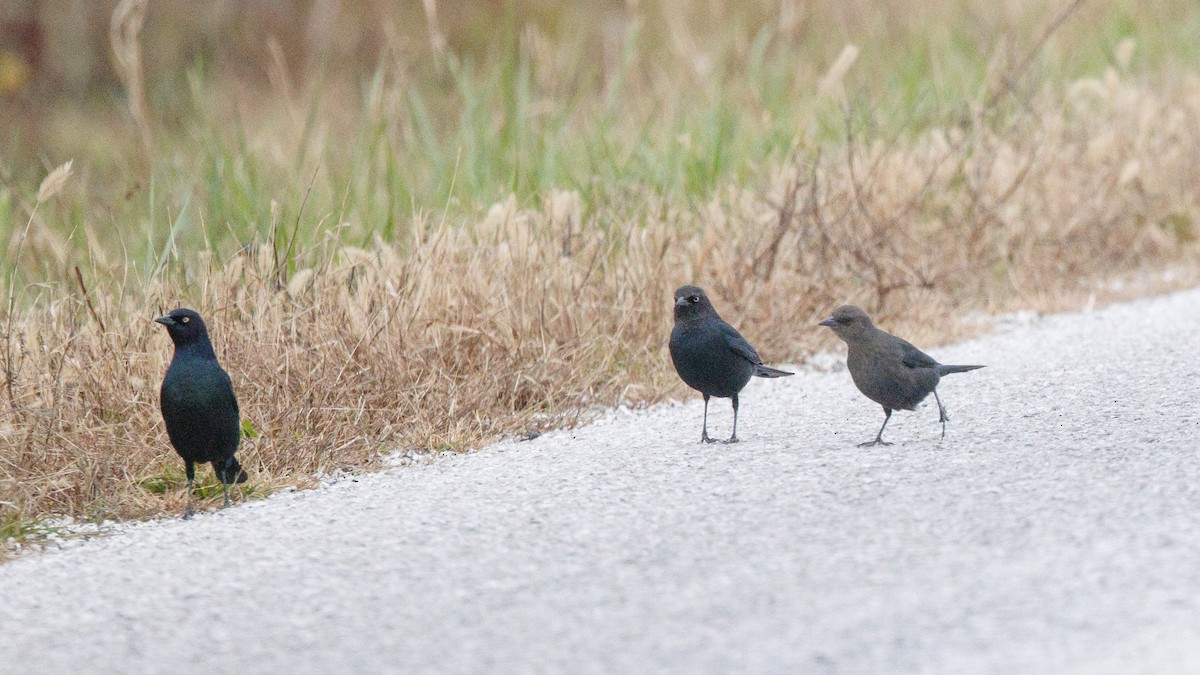 Brewer's Blackbird - ML644943643