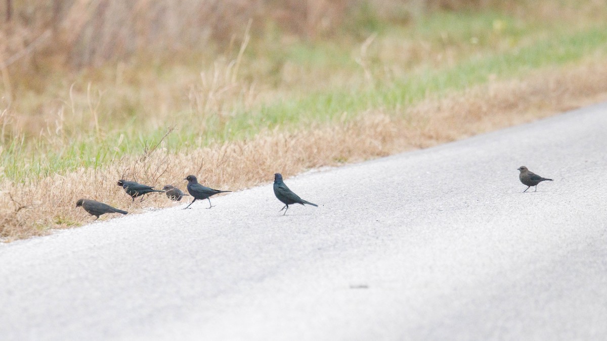 Brewer's Blackbird - ML644943644