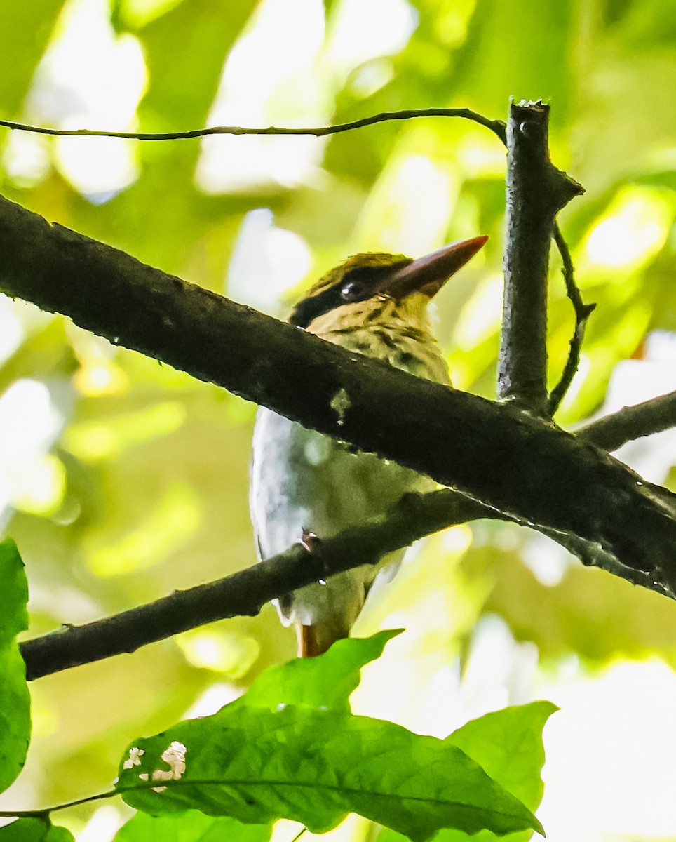 Sulawesi Lilac Kingfisher - ML644943662