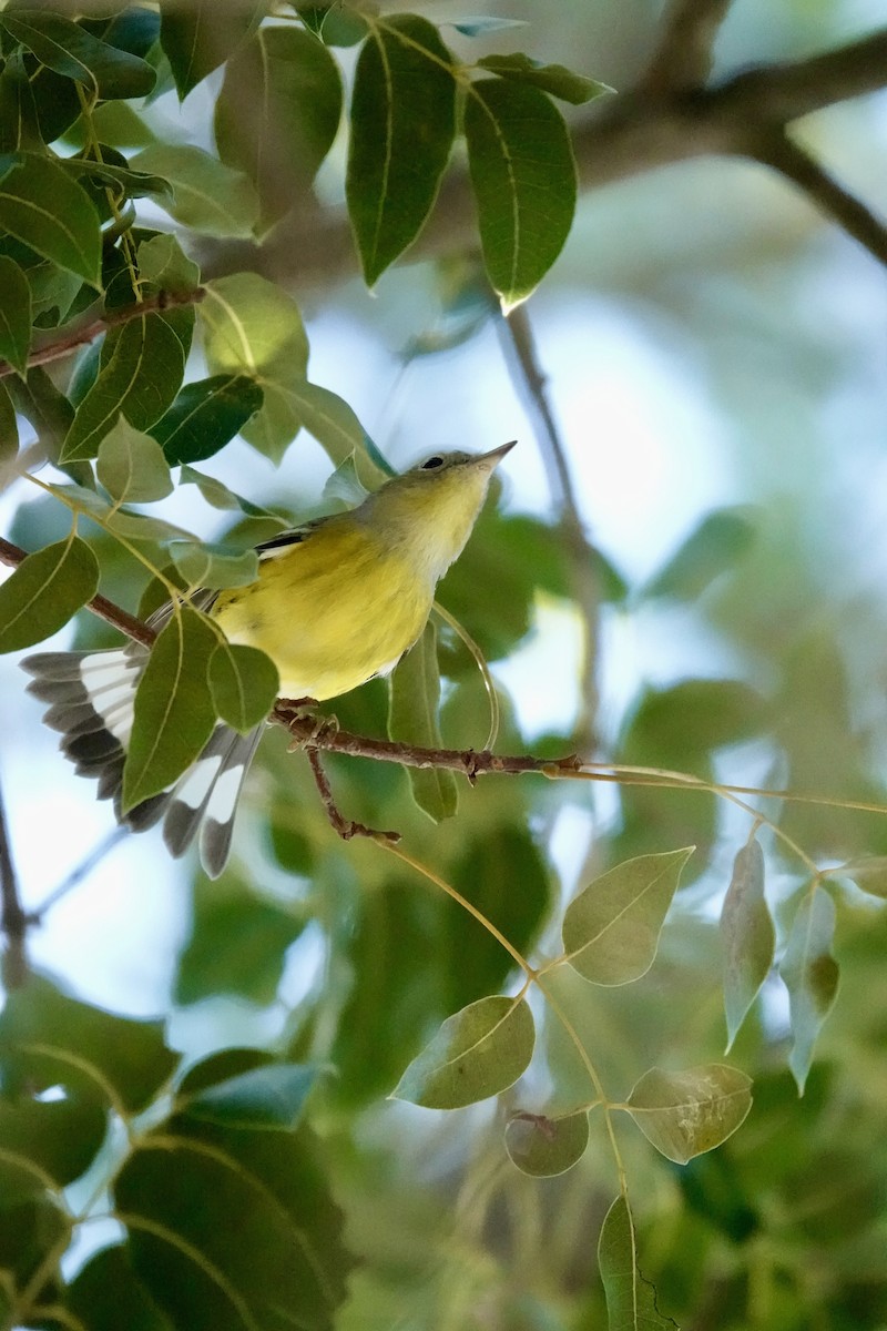 Magnolia Warbler - ML644943667