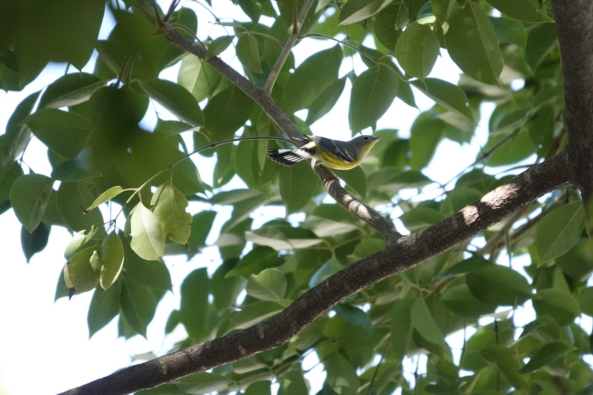 Magnolia Warbler - ML644943668