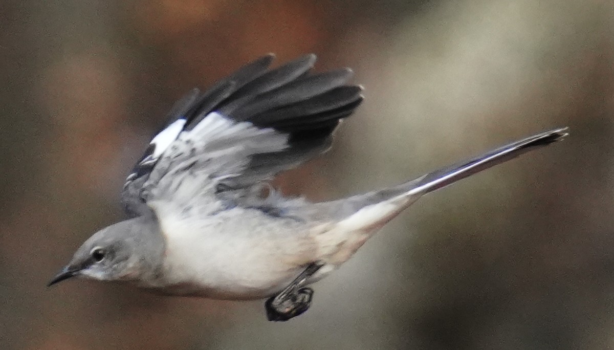 Northern Mockingbird - ML644943671